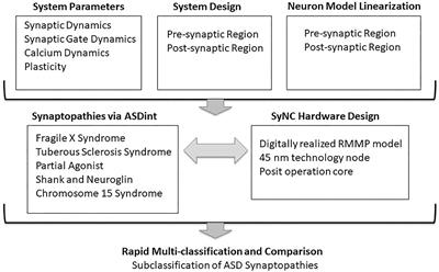 SyNC, a Computationally Extensive and Realistic Neural Net to Identify Relative Impacts of Synaptopathy Mechanisms on Glutamatergic Neurons and Their Networks in Autism and Complex Neurological Disorders